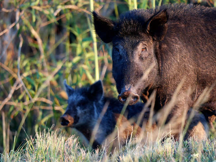 Feral pigs and super pigs