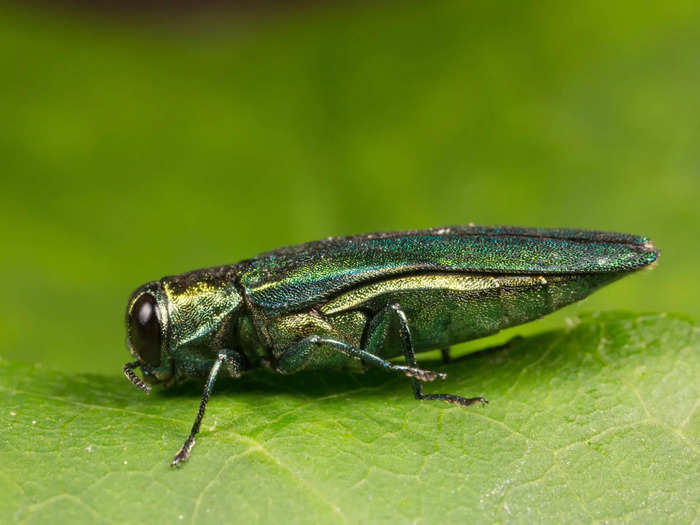 Emerald ash borer