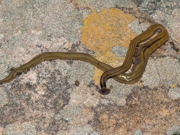 Shovel-headed garden worm