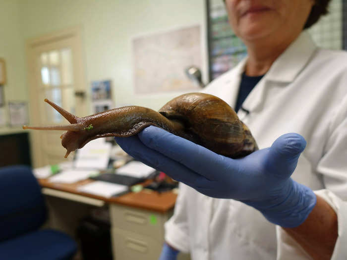 Giant African land snail