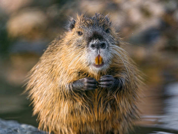 Nutria