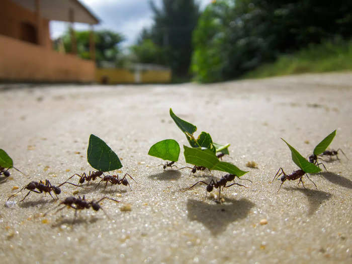 Ditch the celebrations and join an ant colony instead.