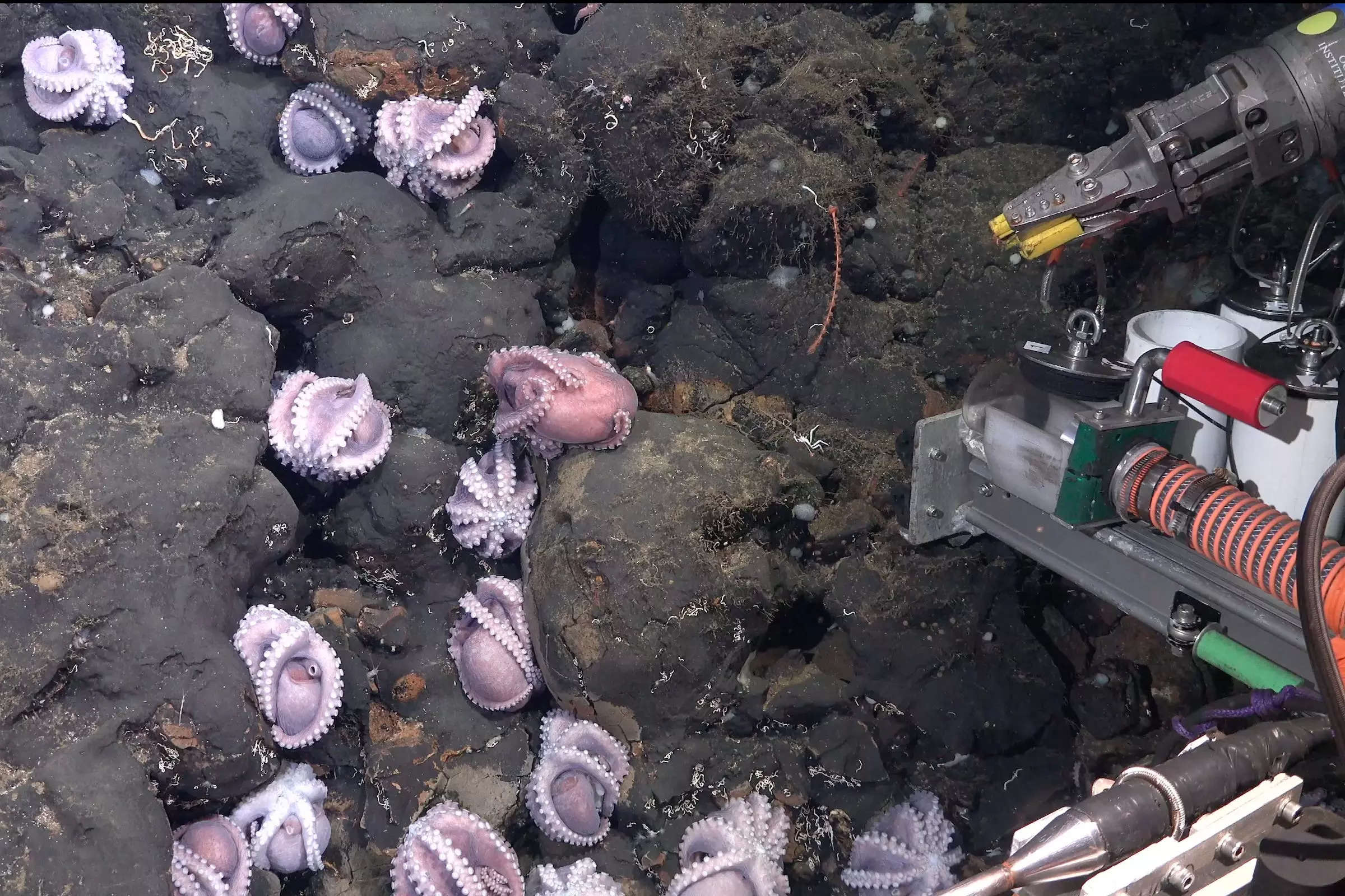 A picture shows tiny octopuses curled up in the cracks of a deep-sea rock.