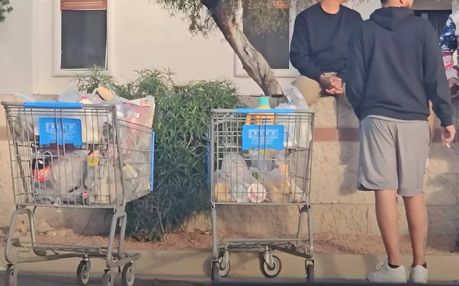 Shopping carts full of groceries in a Walmart parking lot.
