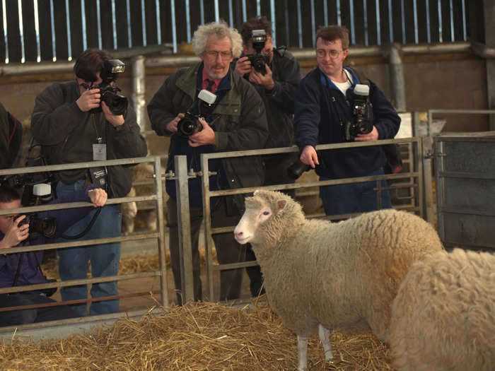 Dolly, the cloned sheep, was named after Parton.