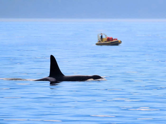 Whale watching isn