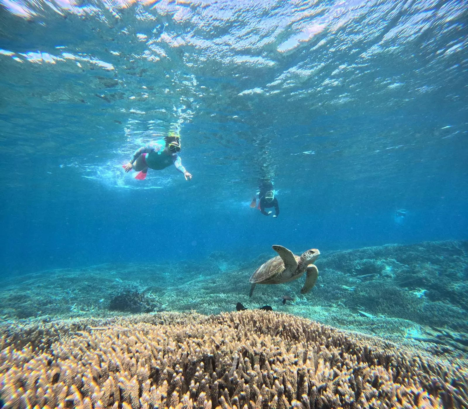 Woman snorkeling at the Great Barrier Reef