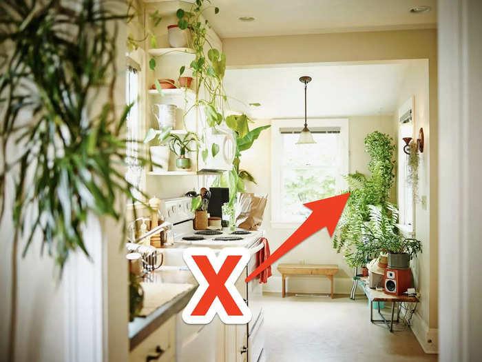 Choose the size of your houseplants wisely.