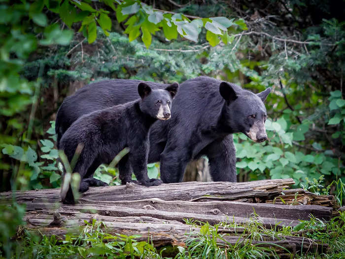 Forgetting that many national and state parks have wildlife to be aware of