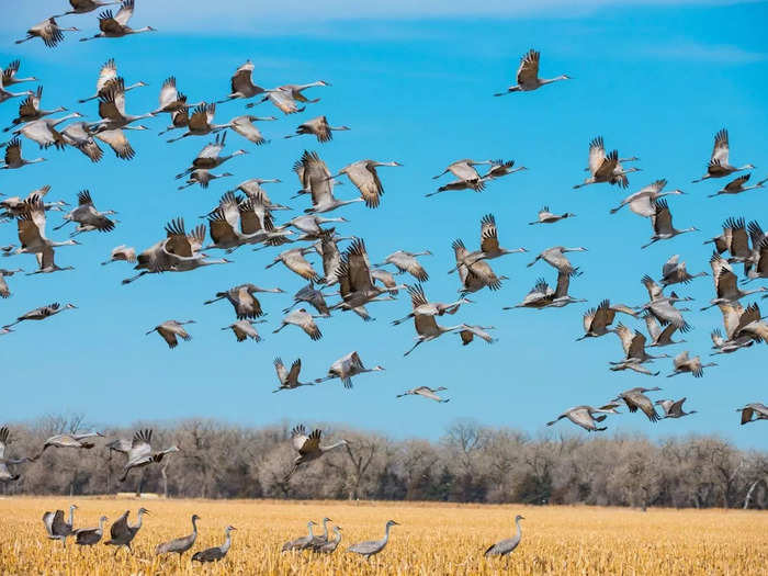 The sandhill-crane migration in Nebraska is breathtaking. 