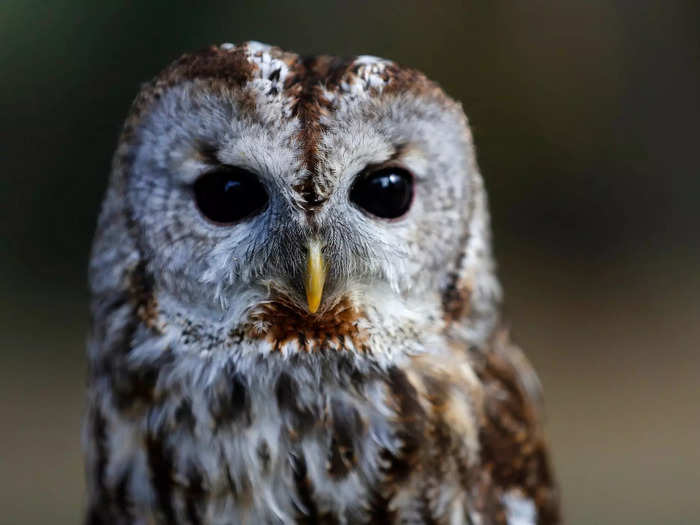 The superb Tawny owl. 