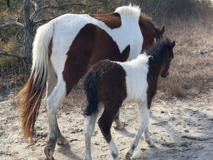 Assateague Island is home to gorgeous feral horses.