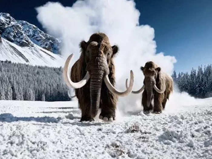 Woolly mammoths look like they survived the Ice Age.