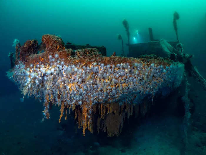 A world of anemones and marine worms hangs from this wreck in a Norwegian fjord.