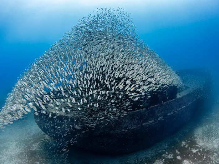 A split-second shot catches a shoal of fish resembling a boat