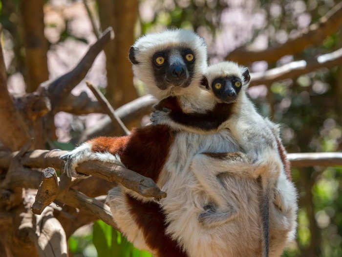 Madagascar is another under-the-radar destination for wildlife spotting. 