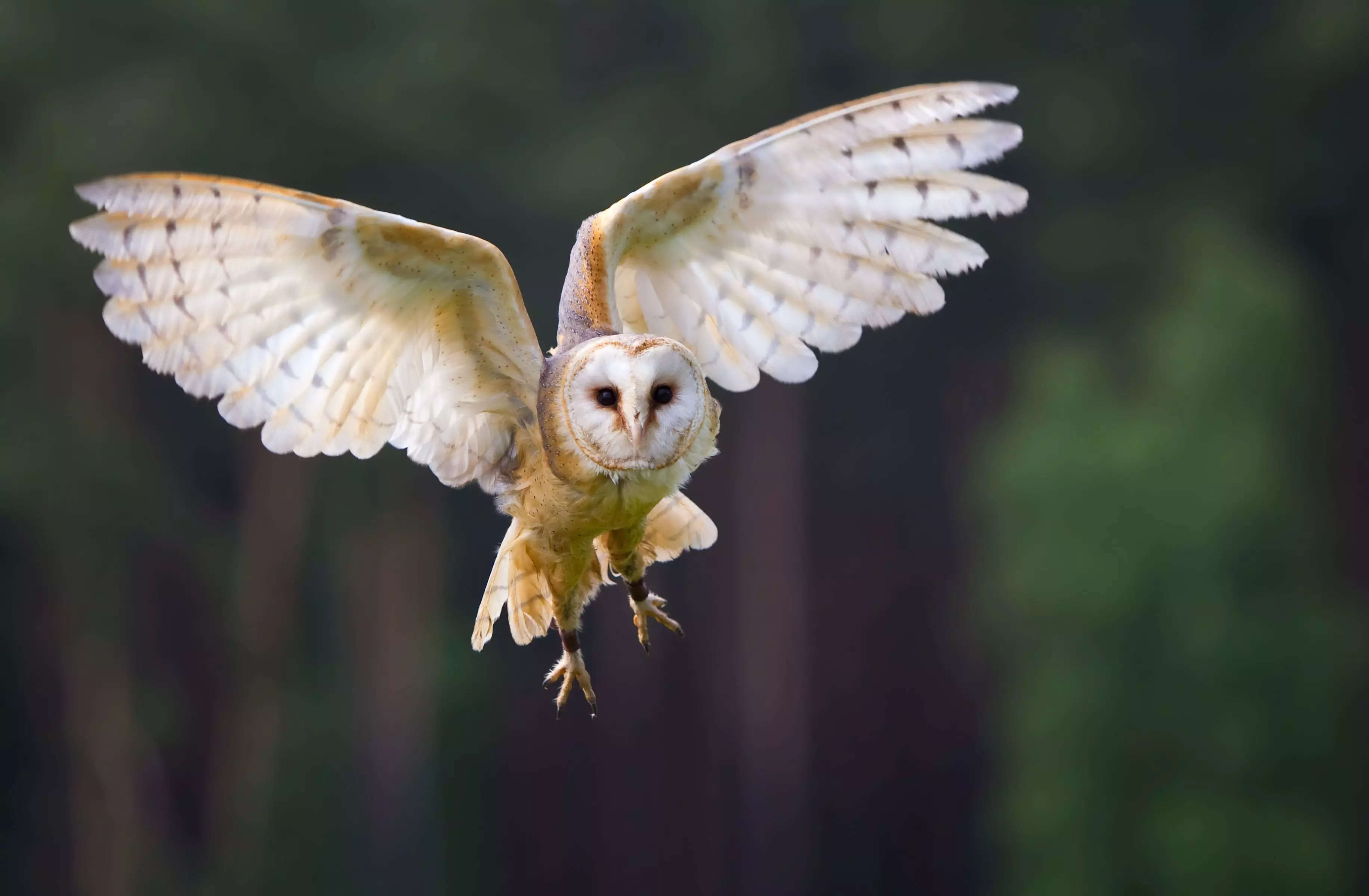 White owl in flight with feathers clearly visible