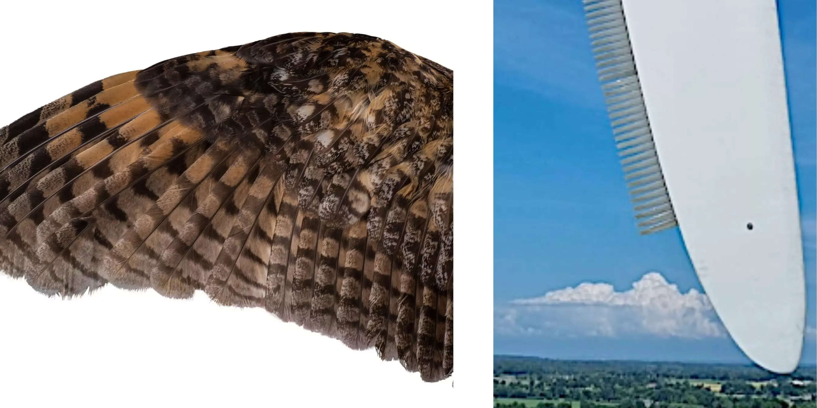 Brown owl wing on left and white wind turbine with spikes on right