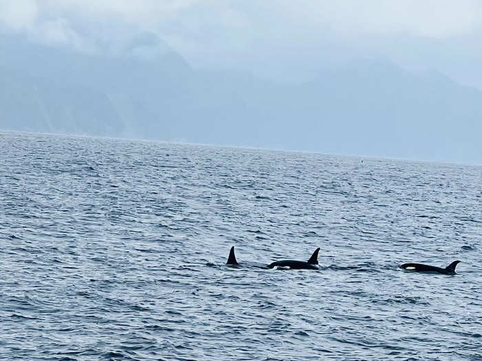 We found ourselves surrounded by a superpod of orcas. 