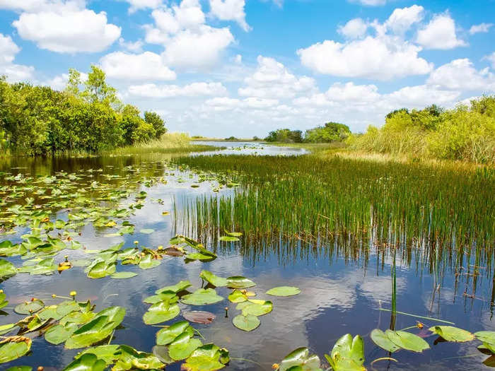 The Everglades is a wonderland in the American South.