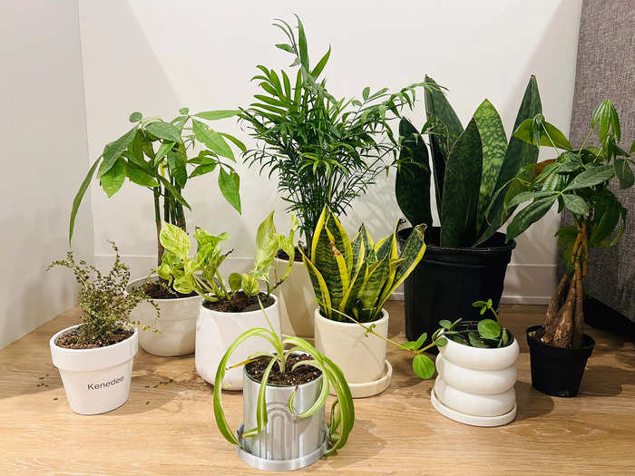 How we chose the best places to buy plants