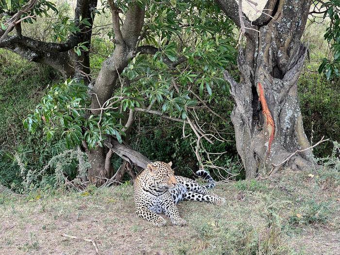 On a different morning, our guide got a tip that another car had found a leopard sleeping.