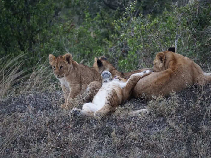 Again, we spent a lot of time watching lions.