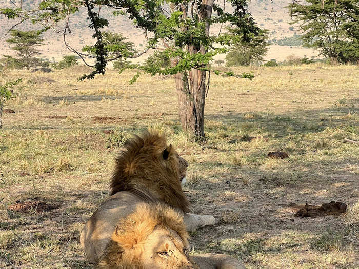 We saw a bunch of animals in the private reserve and Serengeti. 