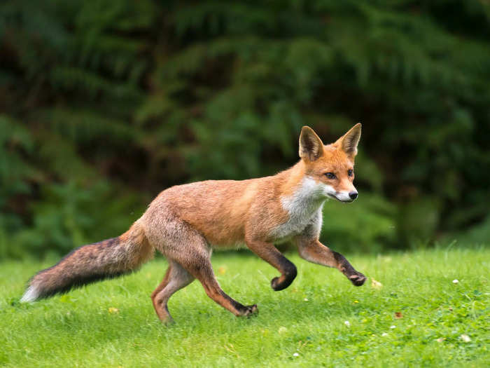 Liars hold "ketunhäntä kainalossa," or the fox