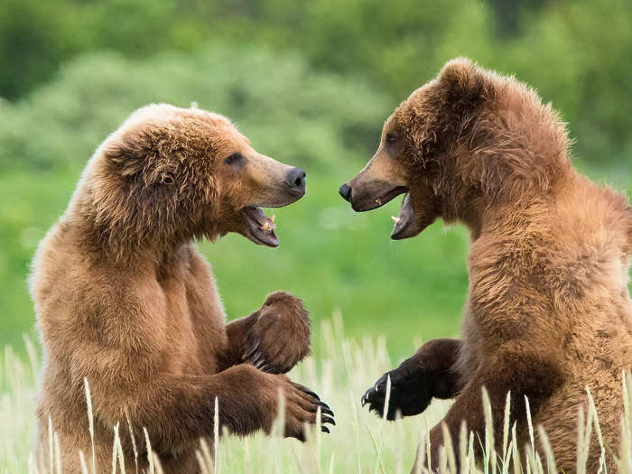 Sidra Monreal Burshteyn imagined a humorous exchange between bears occurring in this photo, titled "Bear Jokes."