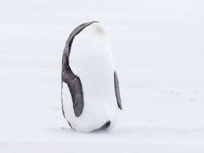 A penguin leaned away from Francis Glassup as he snapped this photo, making it appear "Headless."