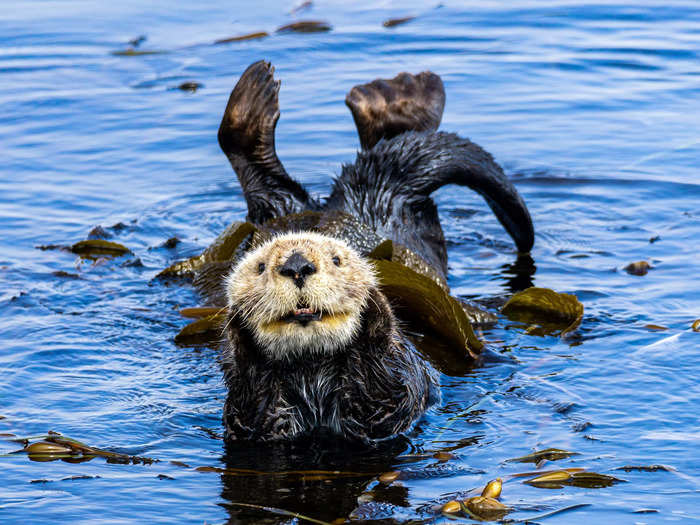 An otter struck an adorable pose in Emeline Robert-Pottorff