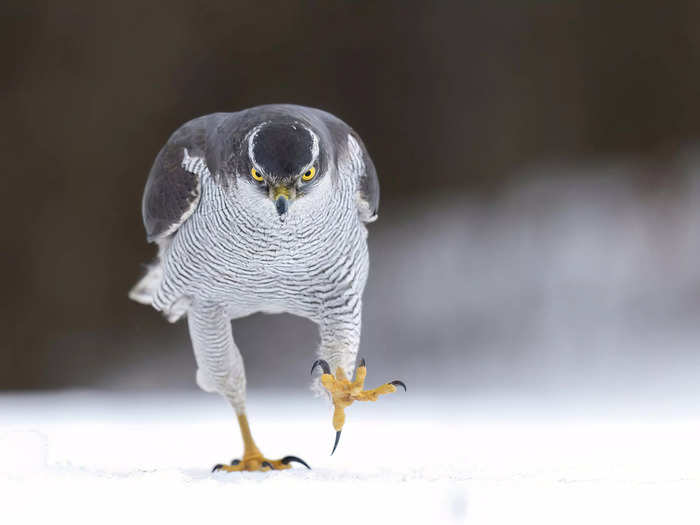 Alvin Tarkmees photographed a hawk with a purposeful walk in "A Tough Guy Flying."