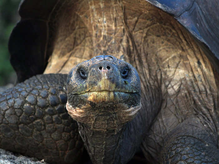 South America: The Galápagos Islands