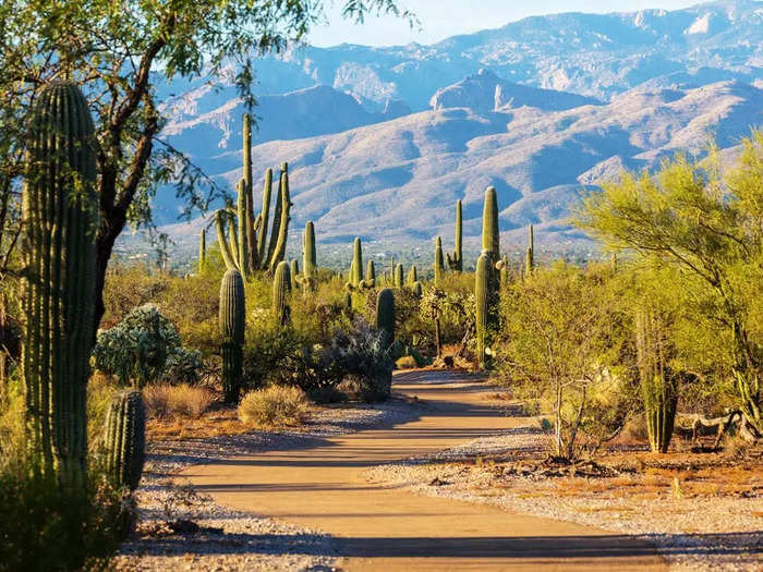 Saguaro National Park — Arizona