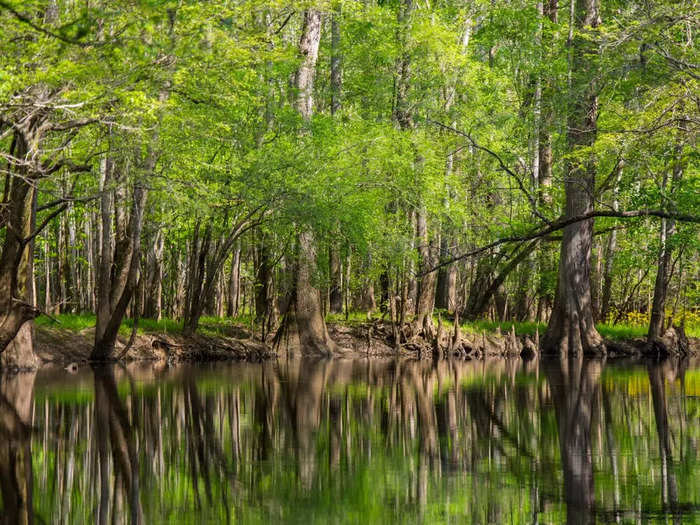 Congaree National Park — South Carolina