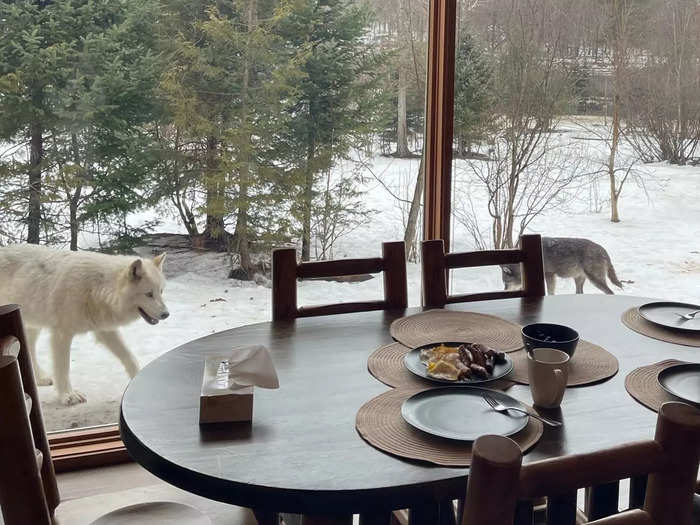 We enjoyed breakfast alongside the wolves.