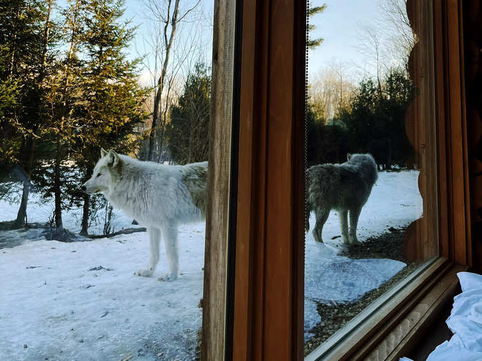 We saw the wolves as soon as we walked through the lodge