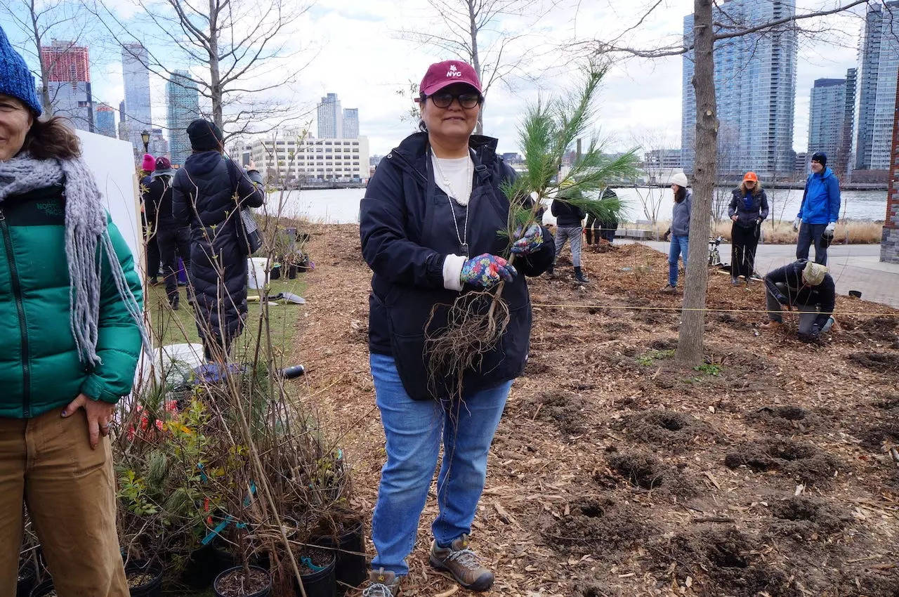 A volunteer at the planting of a pocket forest on Roosevelt Island in New York on April 6, 2024.