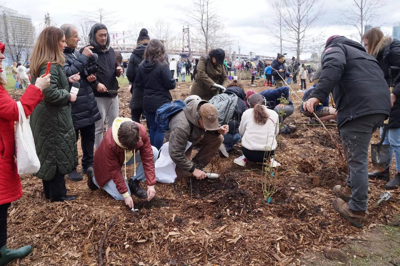 Volunteers place native trees and shrubs in pre-dug holes in what will become a pocket forest on Roosevelt Island in New York City.