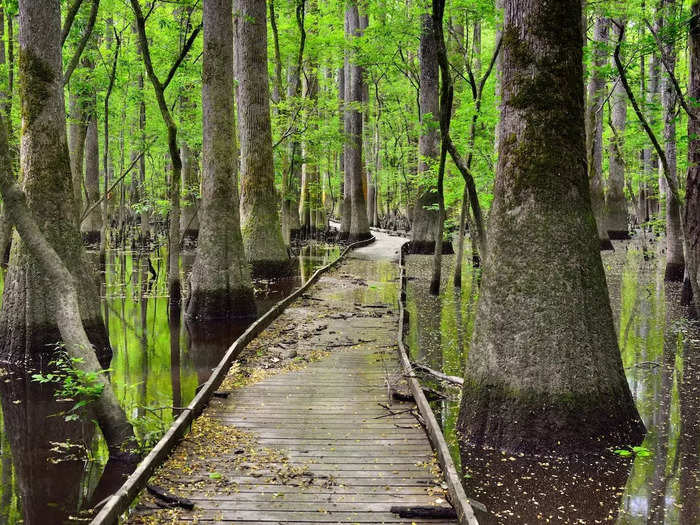 Congaree is worth a visit if you