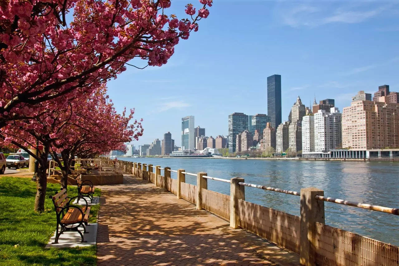 A view of the East River from Roosevelt Island, with a bench under a cherry blossom tree facing the water.