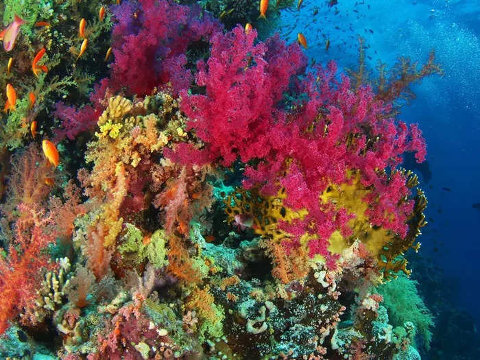 The Great Barrier Reef off the coast of Australia is full of sea life in vivid colors.