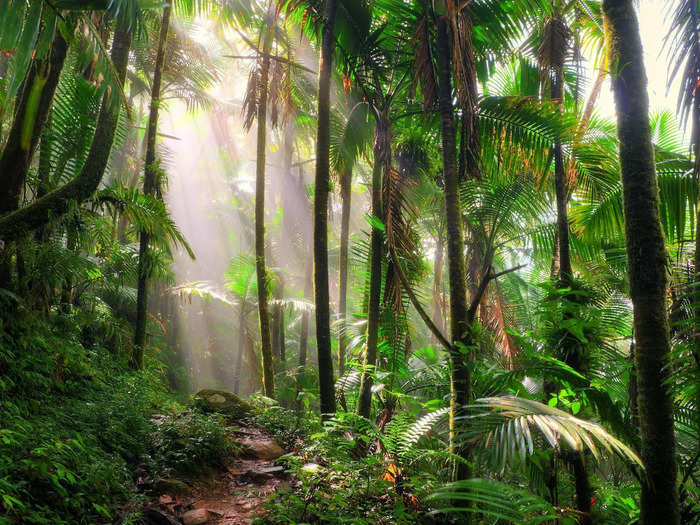 El Yunque National Forest in Puerto Rico earns the distinction of being the sole tropical rainforest in the US National Forest System.