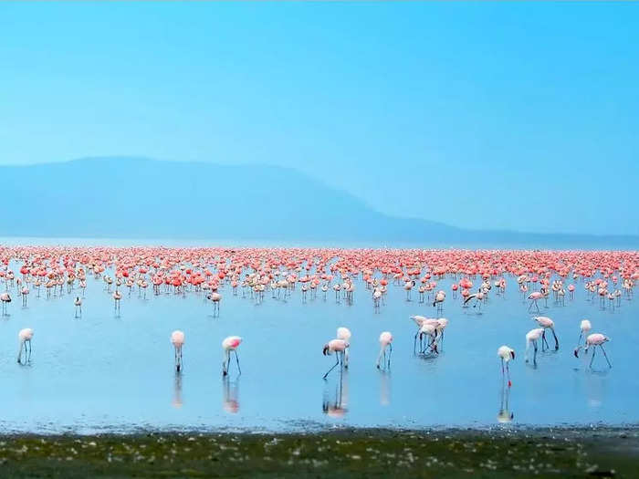 Lake Nakuru, Kenya, is home to rhinos, hippos, waterbucks, and buffalo.