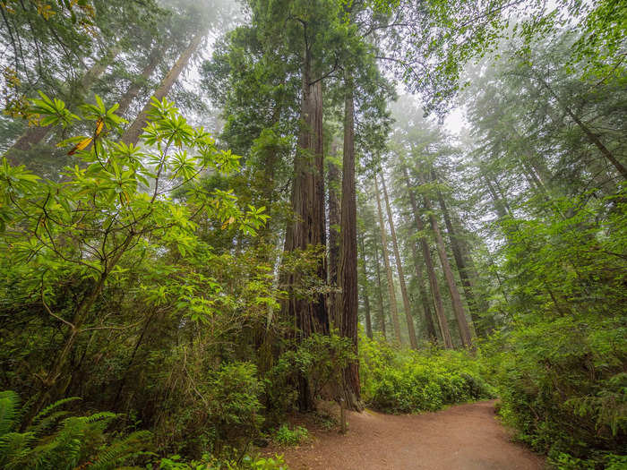 The redwoods in Redwood National Park, California, are some of the tallest trees in the world.