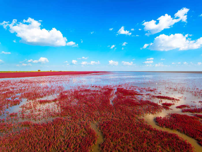 Red Beach in Panjin, China, gets its distinct crimson color from an abundance of "red weed" called Chenopodium that thrives in alkaline soil.