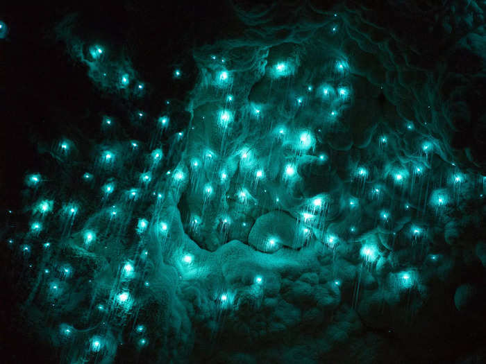 The Waitomo Glowworm Caves in New Zealand are home to thousands of twinkling glowworms.