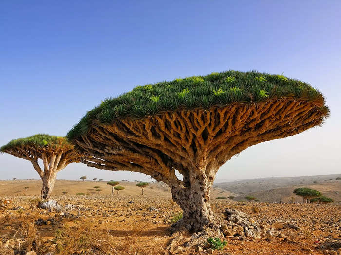 Located in the Indian Ocean, the island of Socotra has plant life that