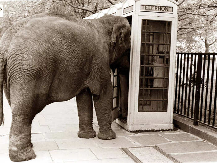 An elephant attempts to use a phone booth.